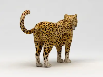 Leopard 3D model shop
