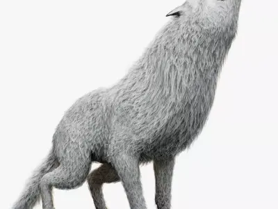 Wolf White Low-poly 3D model