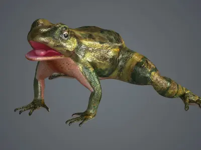 frog animal wildlife amphibian green reptile biology  3D model