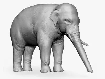 Asian Elephant Sculpt 3D model