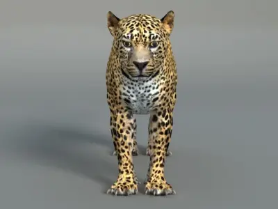 Leopard Rigged  Maya muscle 3D model