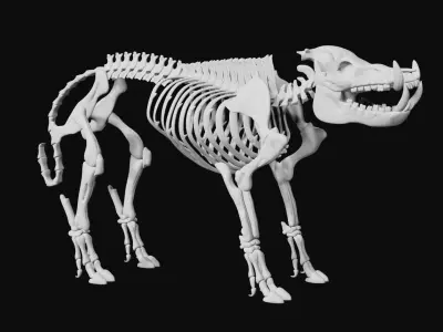 Boar Skeleton Low-poly 3D model