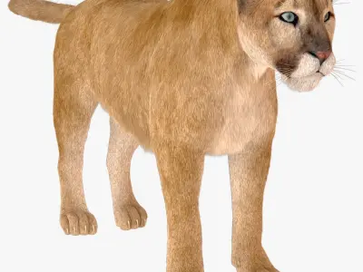 Puma Fur Model 3D model