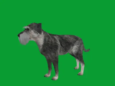 Standard Schnauzer Dog Low-poly 3D model