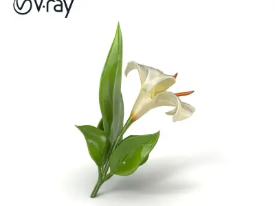 Longiflorum Lily Elegant Petals model pack Low-poly 3D model