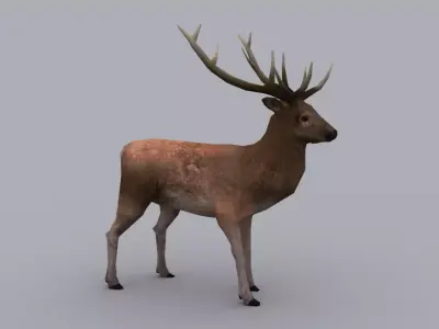 STAG GAME READY ANIMATED MODEL Low-poly 3D model