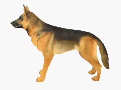 German Shepherd Low-poly 3D model