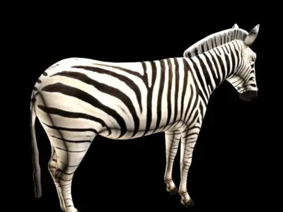 Zebra Low-poly 3D model