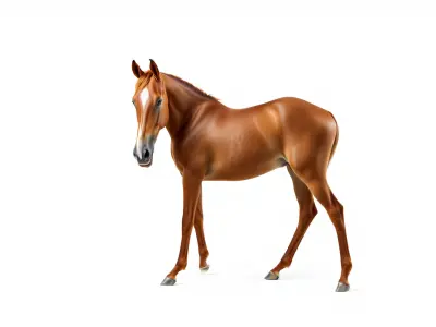 Chestnut Akhal-Teke Horse with Copper Elegance Low-poly 3D model