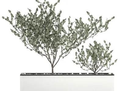 Decorative plants for the interior in a white flowerpot 585 3D model