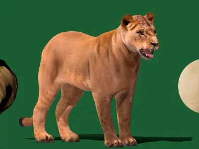 Lioness Cub Low-poly 3D model