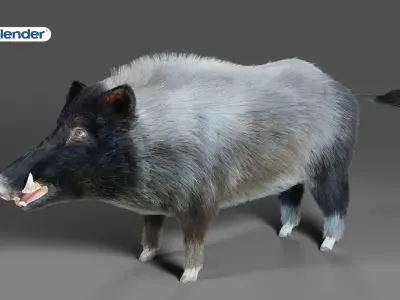 Fur Wild Boar V07 NO Rigged in Blender Low-poly 3D model