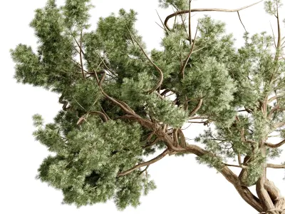  Bonsai Tree in a stand metal pot - Indoor Plant 709 3D model