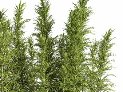 Outdoor Plants Tree in Plant Box Set03 3D model