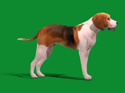 American Foxhound Dog Low-poly 3D model