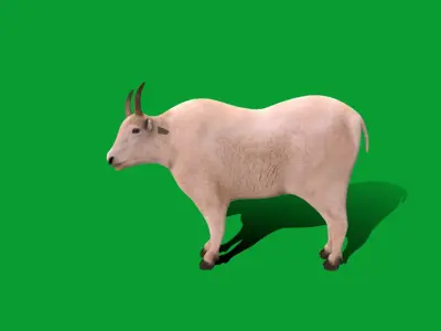 Mountain Goat Low-poly 3D model