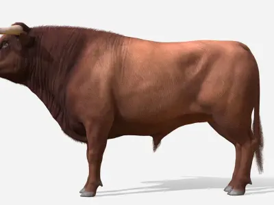 Bull realistic Low-poly 3D model