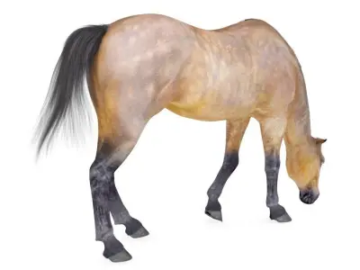 Horse Collection 02 3D model