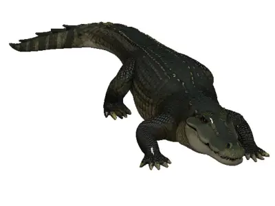 Alligator Low-poly 3D model purchase