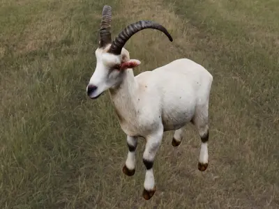  Goat 3D Model Low-poly 3D model