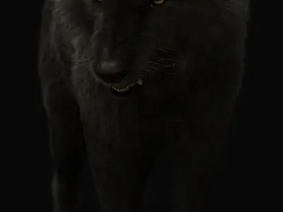 Black Wolf RIGGED XGEN igs 3D model