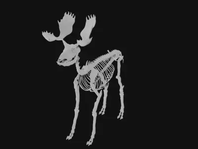 Moose skeleton 3D model
