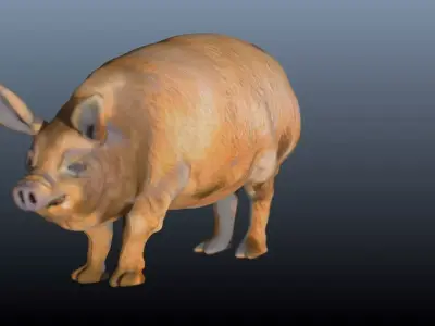 The hog pig 3D model