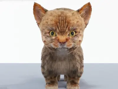 Fur Cute Cat kitten Gray 02 No Rig Low-poly 3D model