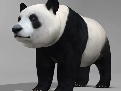 Panda Bear 3D model