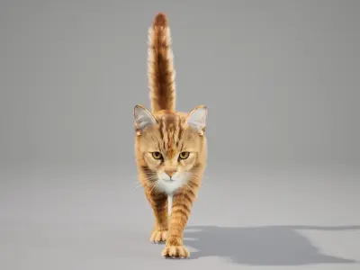 Cat Orange Tabby Animated UNREAL project  Maya base rig 3D model