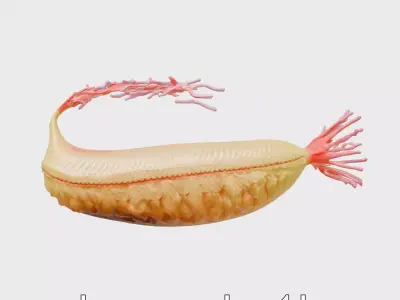 Giant Tube Worm Model with Red Plume Low-poly 3D model