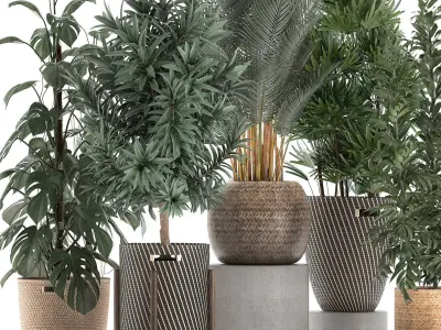 Plants in baskets for the interior 632 3D model
