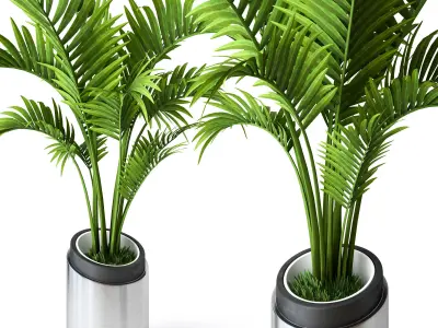 Palm Howea 2 3D model