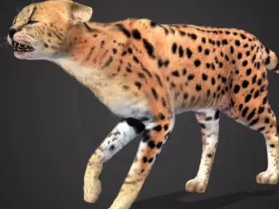 Serval - Cat Realistic Animated 3D model