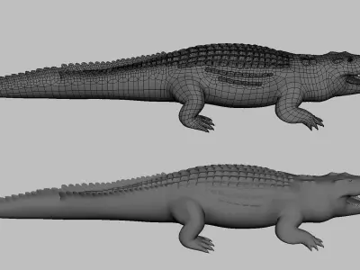 Crocodile Model Low-poly 3D model