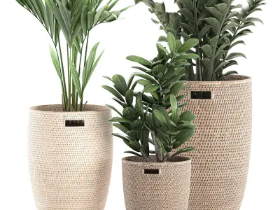 Decorative plants in a basket 568 3D model