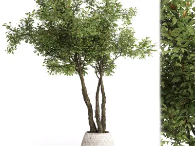 Indoor plant set 03 3D model