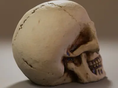 Small Decorative Skull - 3D Scan Low-poly 3D model