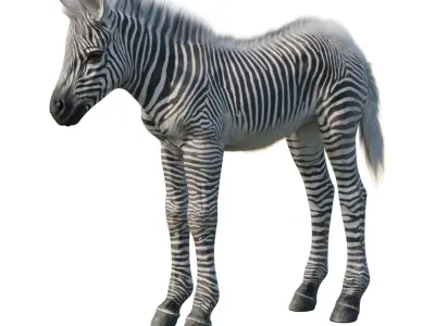 Baby zebra Low-poly 3D model