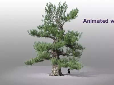 Japanese Pine tree Low-poly 3D model