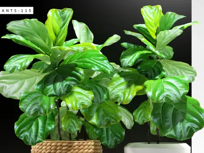 ficus plants 115 3D model