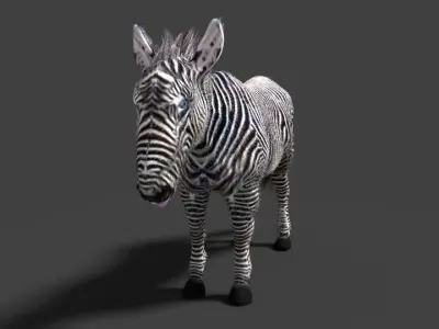 zebra 3D model
