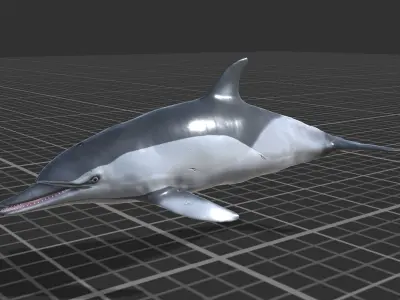 Long-billed Dolphin Low-poly 3D model