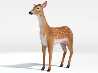 Animated Lowpoly Baby Deer Low-poly 3D model