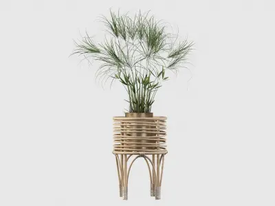 Cyperus Nofretete 02 3D model