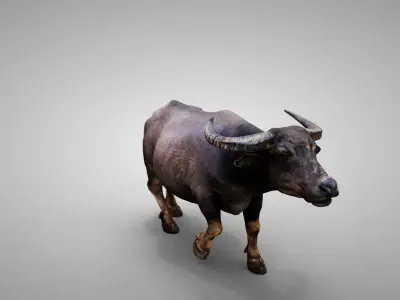 Water Buffalo Animated Low-poly 3D model