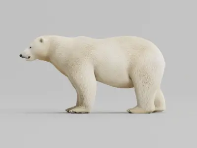 Polar Bear 3D model