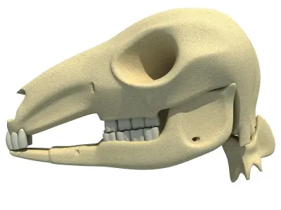 Detailed Kangaroo Skull 3D model