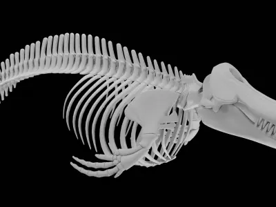Killer Whale Orca Skeleton 3D Model Clean Topology  3D model