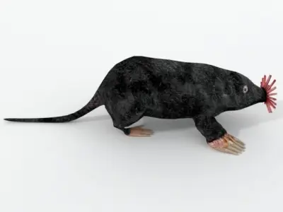Star- Nosed Mole 3D model